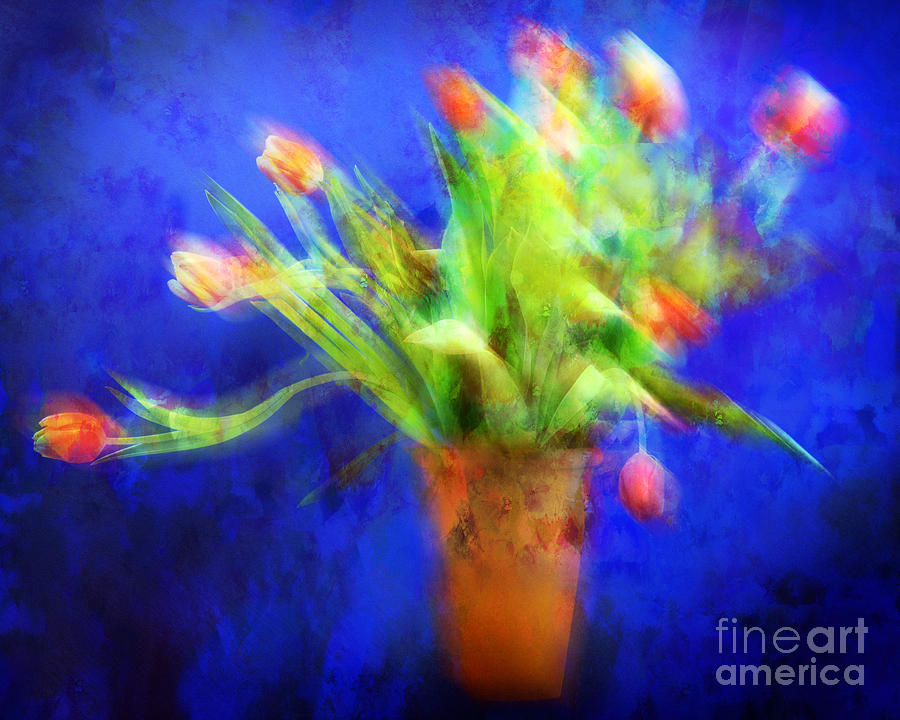 Tulips in the Blue Photograph by Edmund Nagele FRPS