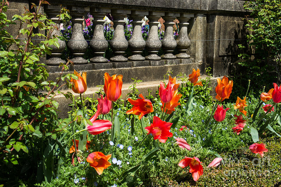 Tulips in the Garden Photograph by Weir Here And There