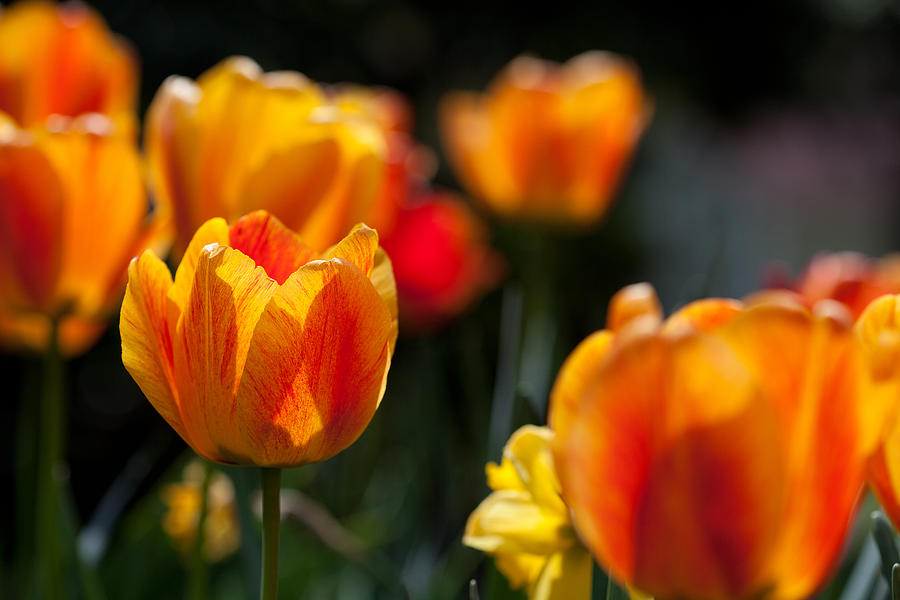 Tulip Photograph - Tulips in the Garden by Karol Livote