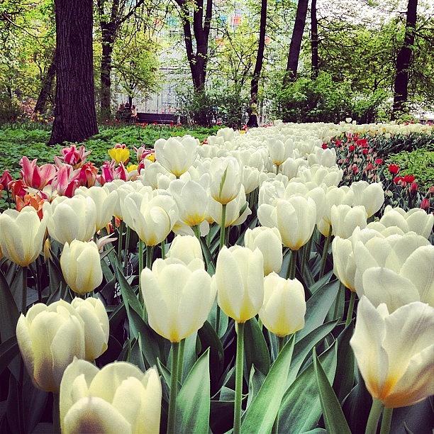 Tulip Photograph - Tulips in the park by Anastasia  Goryacheva