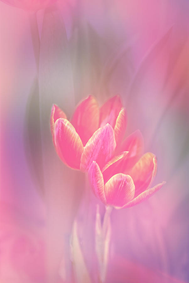 Tulips in the Pink Photograph by Mary Timman