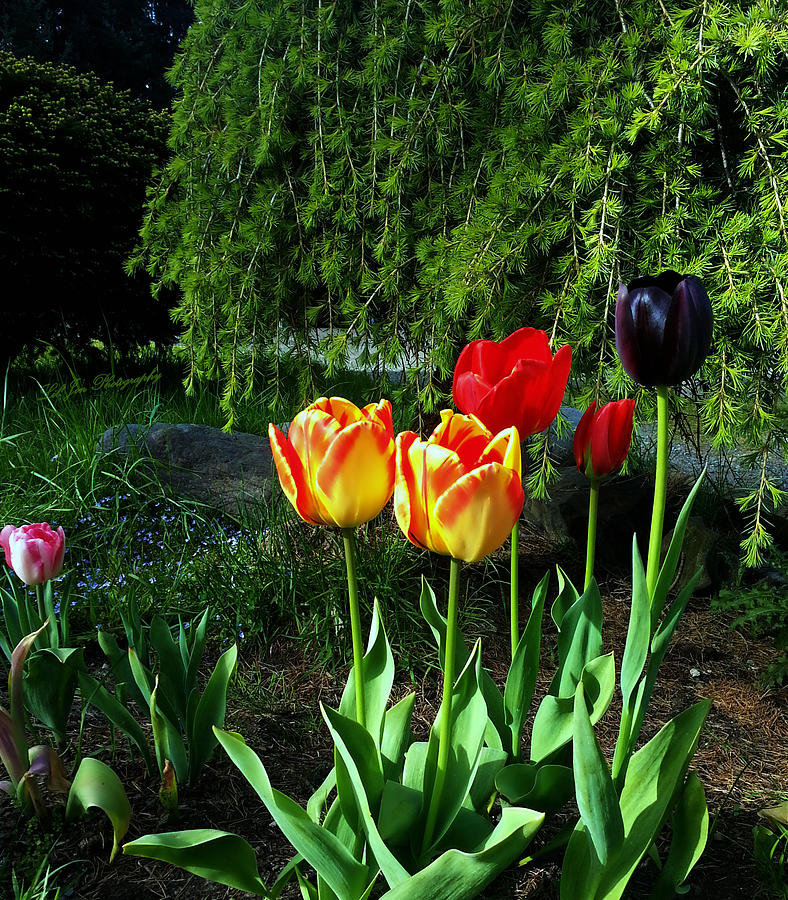 Tulips In The Spring Photograph by Jeanette C Landstrom