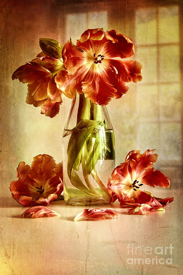 Tulips in vintage milk bottle  Photograph by Sandra Cunningham