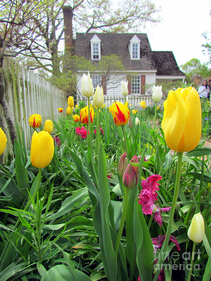 Tulips In Williamsburg Photograph