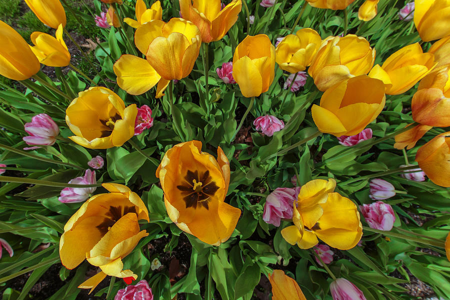 Tulip Photograph - Tulips In Zoom by Rick Berk