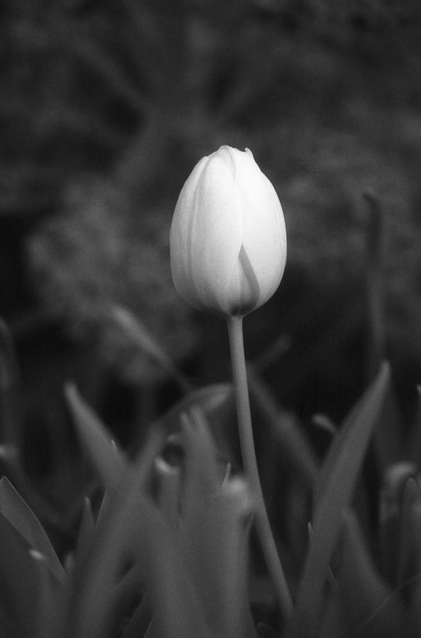 Tulips - Infrared 01 Photograph by Pamela Critchlow
