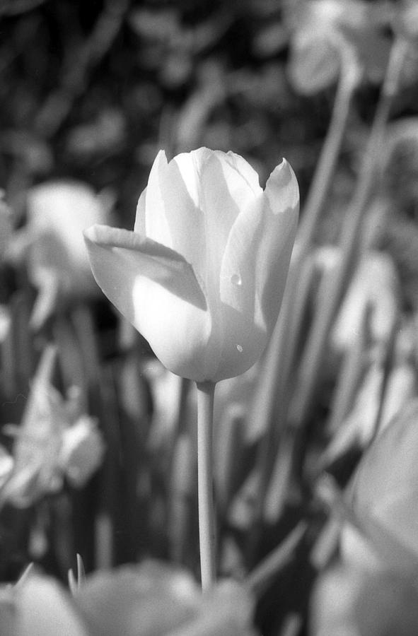 Tulips - Infrared 03 Photograph by Pamela Critchlow