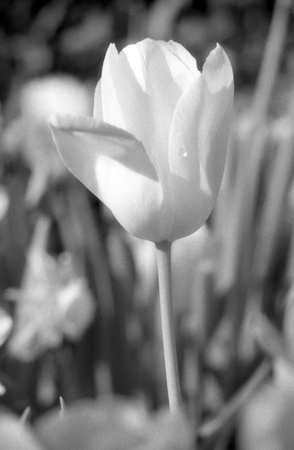 Tulips - Infrared 05 Photograph by Pamela Critchlow