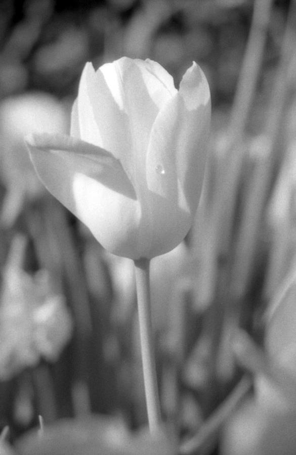 Tulips - Infrared 06 Photograph by Pamela Critchlow