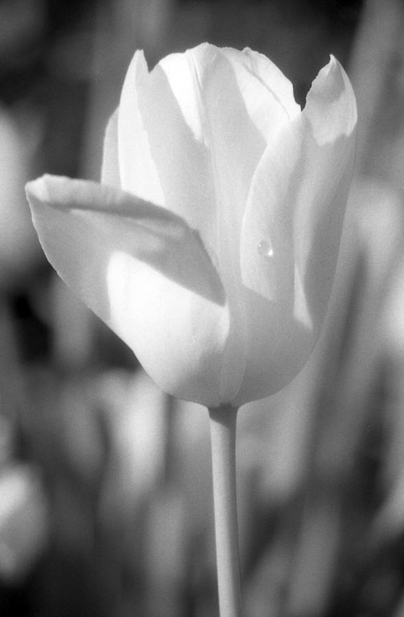 Tulips - Infrared 07 Photograph by Pamela Critchlow