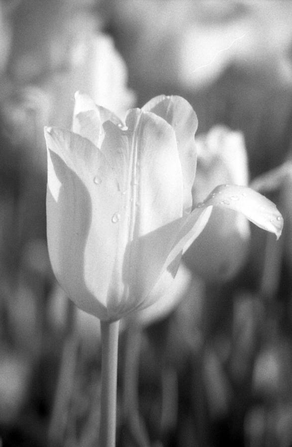 Tulips - Infrared 08 Photograph by Pamela Critchlow