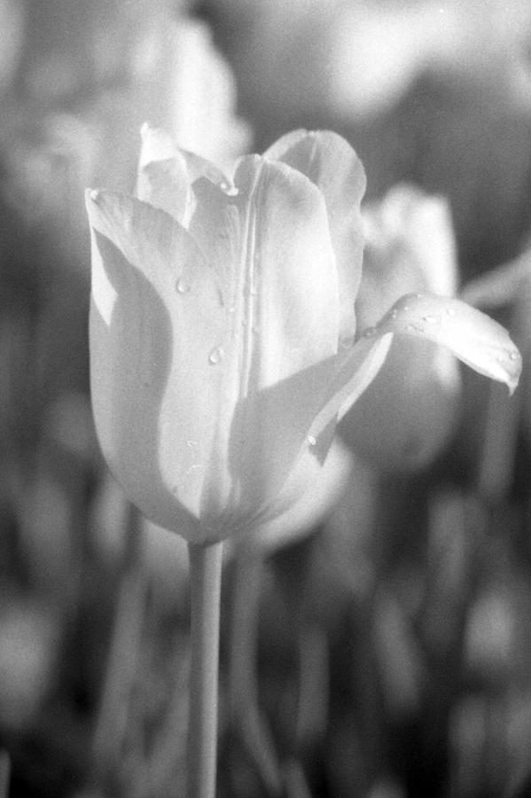 Tulips - Infrared 09 Photograph by Pamela Critchlow