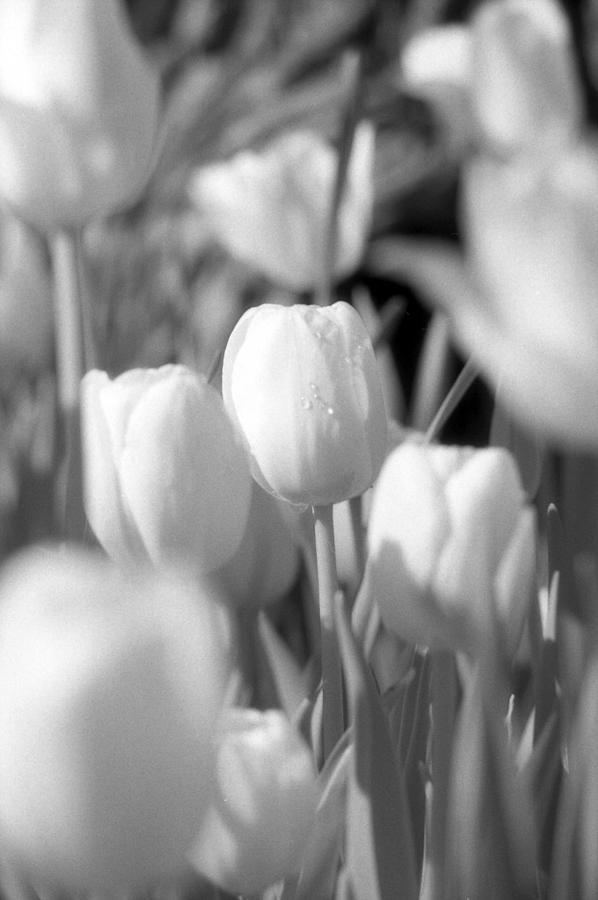 Tulips - Infrared 10 Photograph by Pamela Critchlow