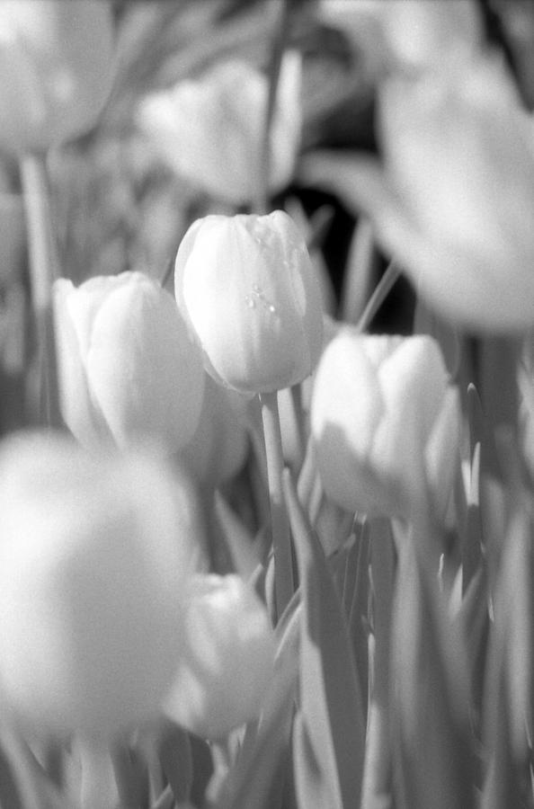 Tulips - Infrared 11 Photograph by Pamela Critchlow