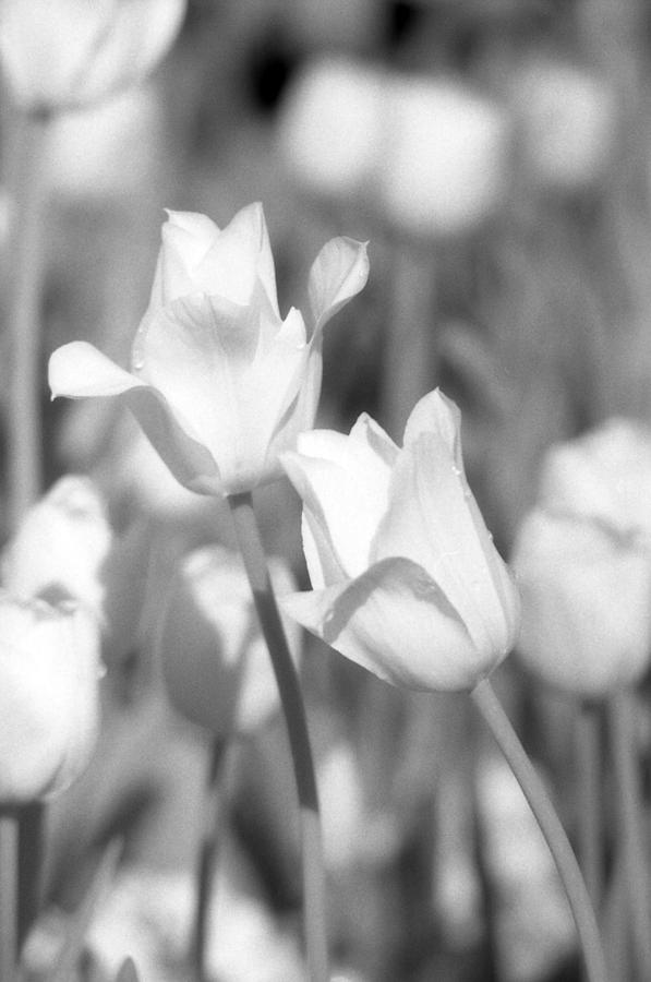 Tulips - Infrared 12 Photograph by Pamela Critchlow