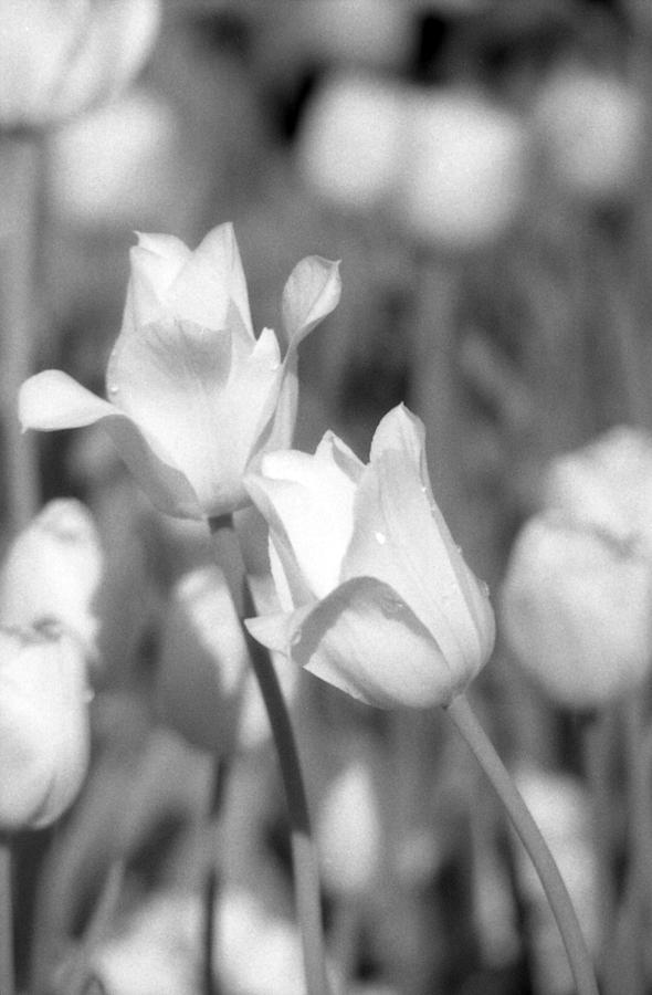 Tulips - Infrared 13 Photograph by Pamela Critchlow