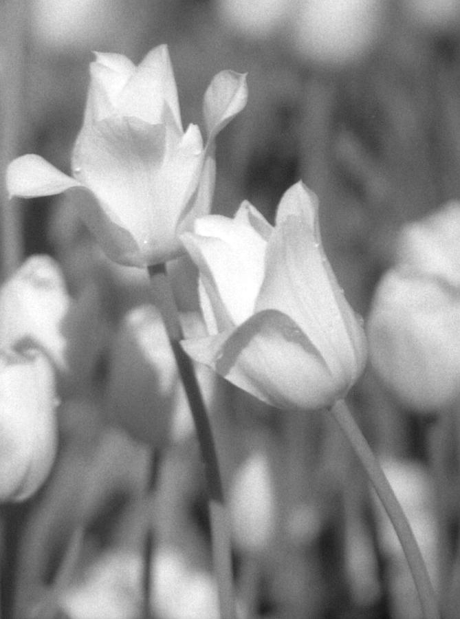 Tulip Photograph - Tulips - Infrared 14 by Pamela Critchlow