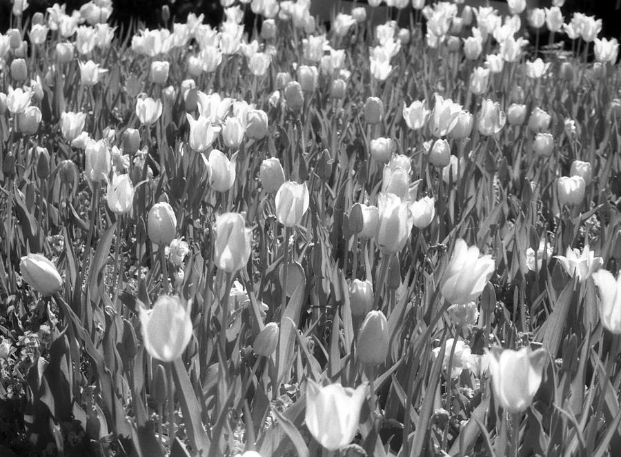 Tulips - Infrared 17 Photograph by Pamela Critchlow