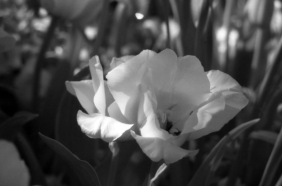 Tulips - Infrared 18 Photograph by Pamela Critchlow