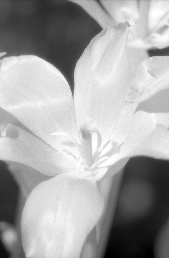 Tulips - Infrared 22 Photograph by Pamela Critchlow