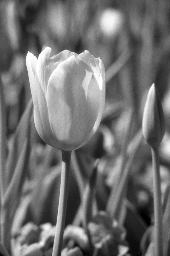 Tulips - Infrared 27 Photograph by Pamela Critchlow