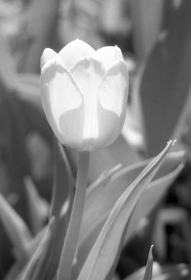 Tulips - Infrared 29 Photograph by Pamela Critchlow