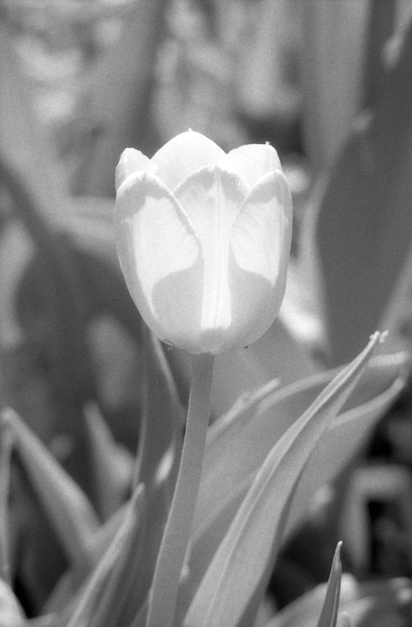 Tulips - Infrared 30 Photograph by Pamela Critchlow