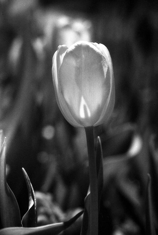 Tulips - Infrared 34 Photograph by Pamela Critchlow