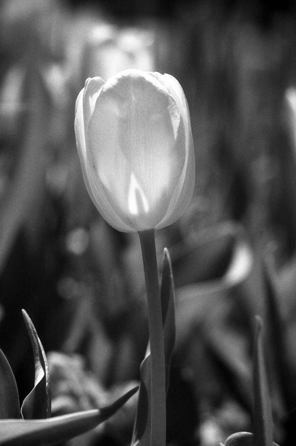 Tulips - Infrared 35 Photograph by Pamela Critchlow