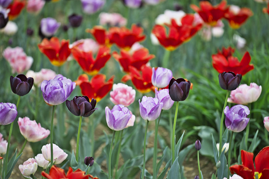 Tulips Photograph by Ivan Slosar