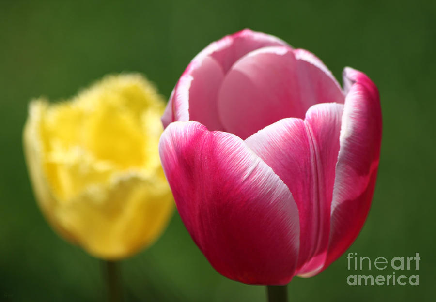 Tulips Photograph by Jeff Breiman