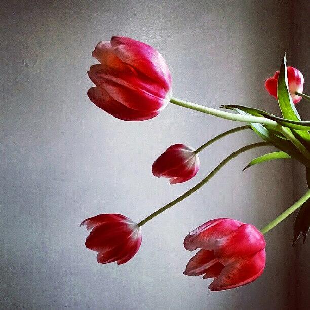 Tulip Photograph - Tulips by Jill Tuinier