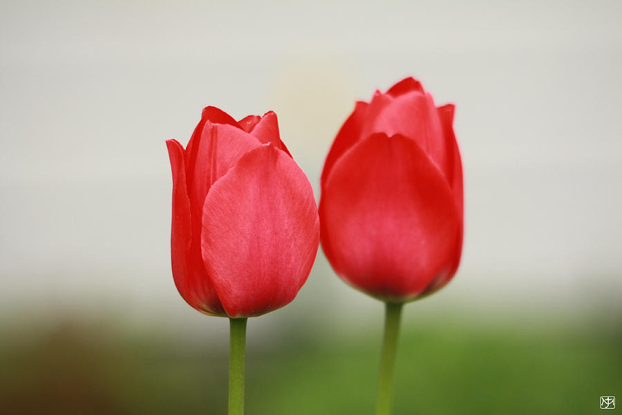 Tulips Photograph by John Meader