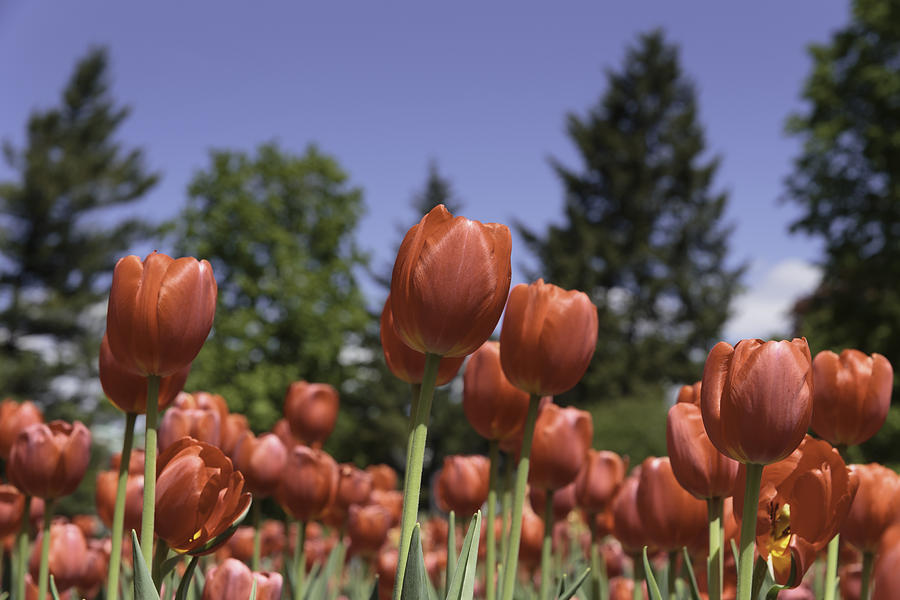 Tulips Photograph by Josef Pittner