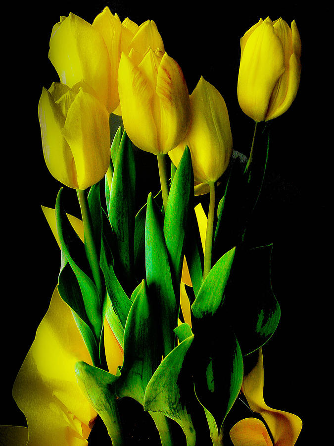 Tulip Photograph - Tulips by Joseph Hollingsworth