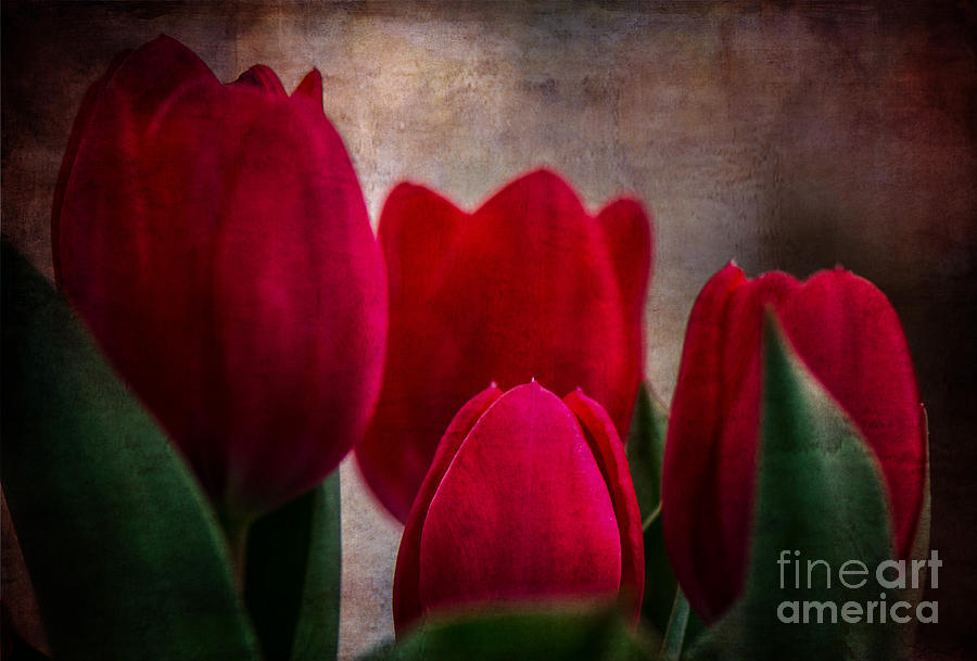Tulips Photograph by Judy Wolinsky