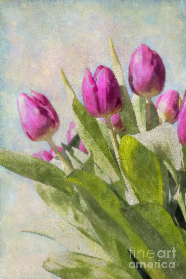 Tulips Photograph by Julie Woodhouse - Fine Art America