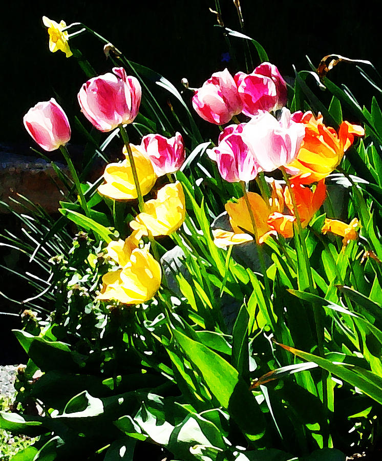 Tulips Digital Art by Kara  Stewart