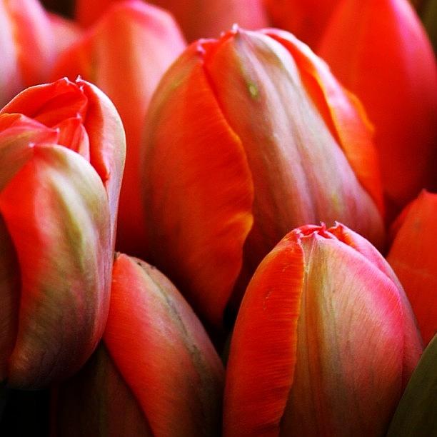 Tulip Photograph - #tulips by Kelly Hasenoehrl