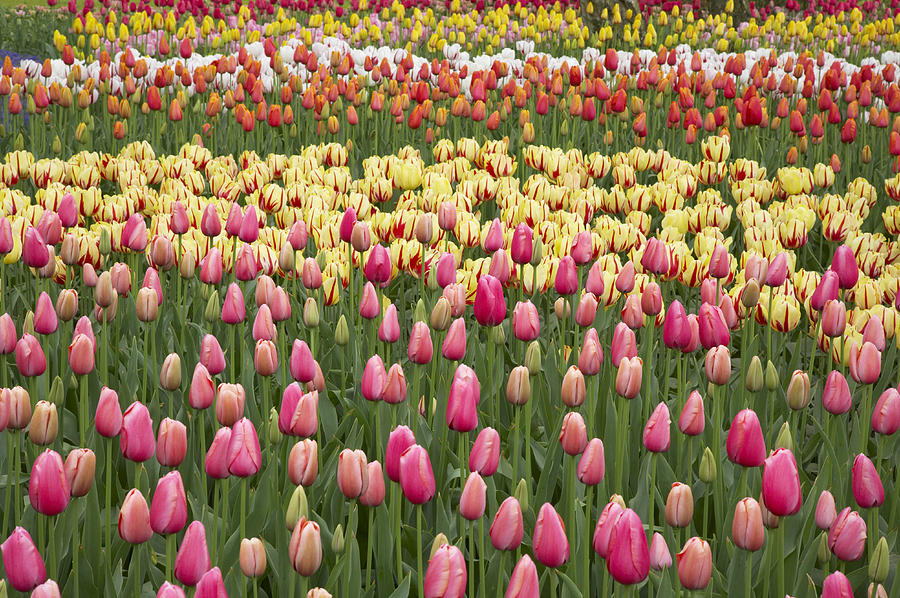 Tulips Keukenhof Gardens Netherlands Photograph by Bill Coster