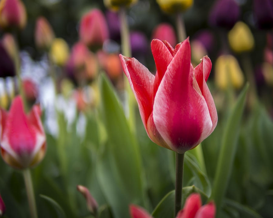 Tulip Photograph - Tulips by Kyle Wasielewski