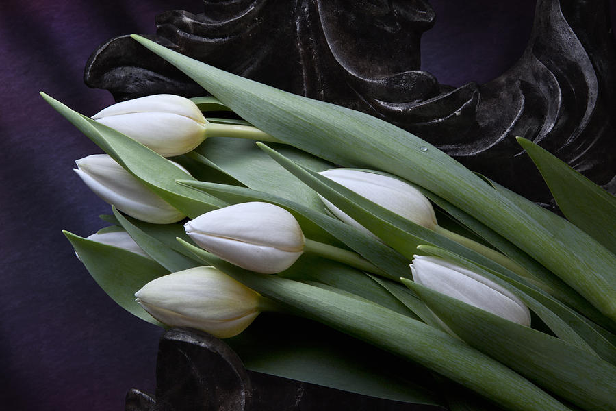 Flower Photograph - Tulips Laying in Wait by Tom Mc Nemar