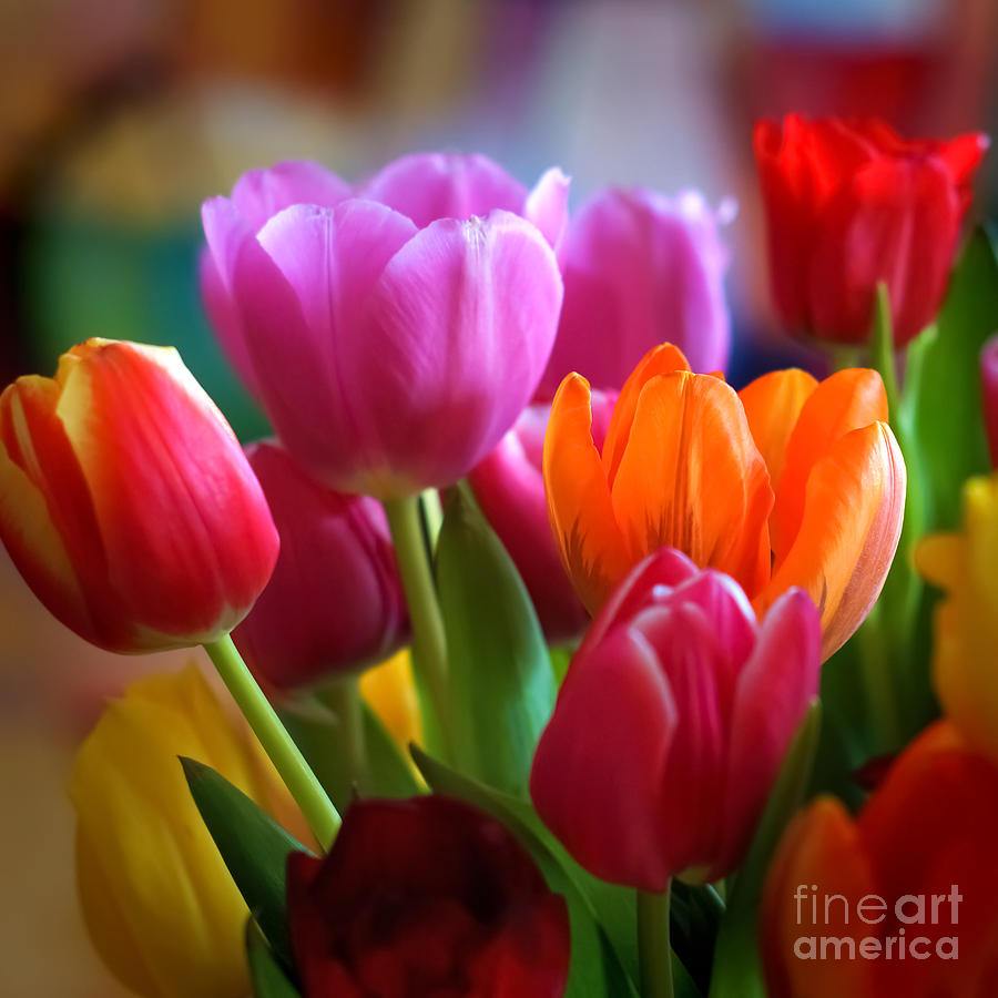 Tulip Photograph - Tulips Light by Lutz Baar