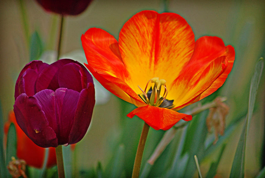 Tulips Photograph by Linda Brown