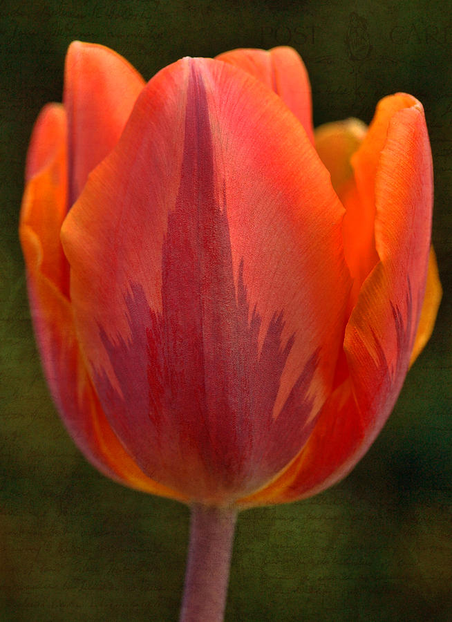 Tulips - Love Letters Photograph by Joann Vitali