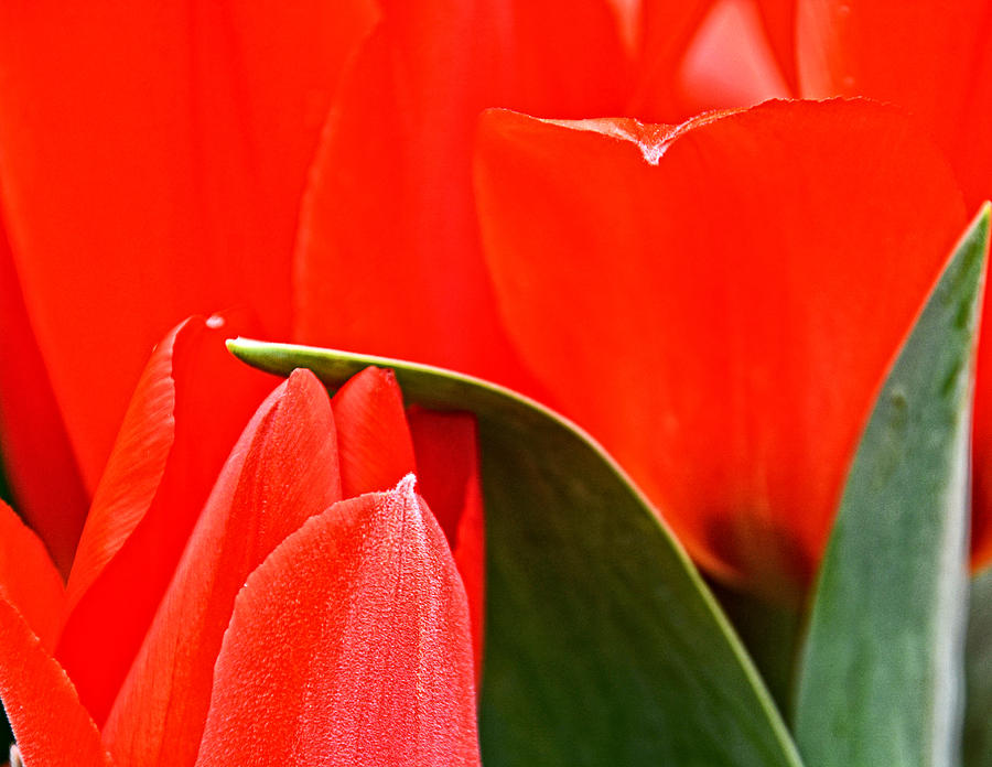 Tulips Mean Spring is Here Photograph by Mike Martin