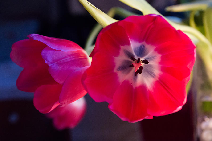 Tulip Photograph - Tulips mixed light by Paul Indigo