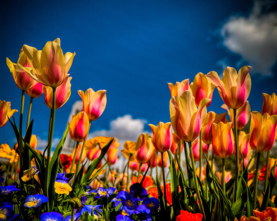 Spring Photograph - Tulips by Nick Cardona