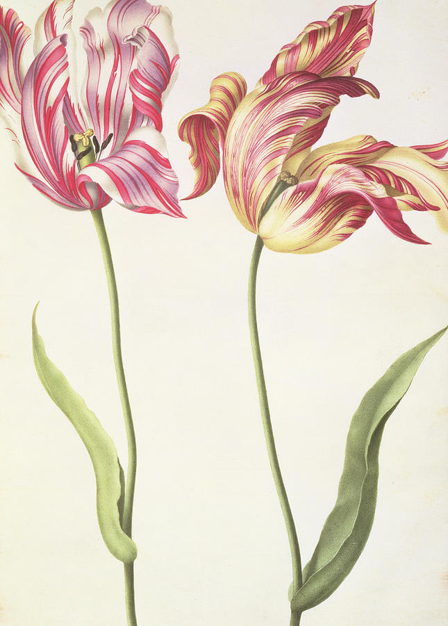 Nicolas Robert Painting - Tulips by Nicolas Robert