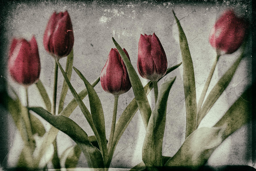 Tulips Photograph by Nigel R Bell